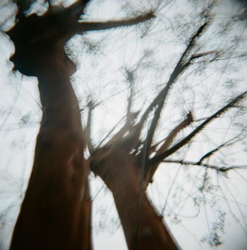 Image of upward view  of trees 