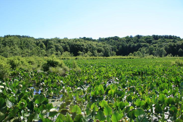 Color Photograph. A watery plain filled with plant life.