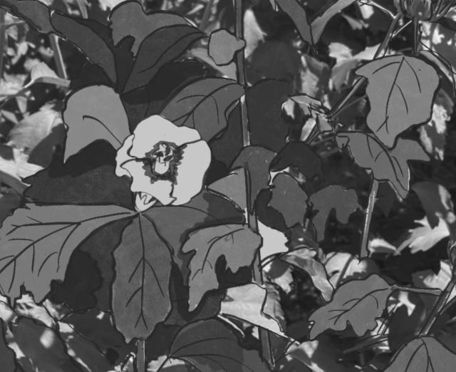 still from a black and white animation of a flower opening