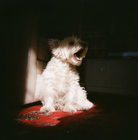 Portrait of a white dog yawning resting on a red carpet