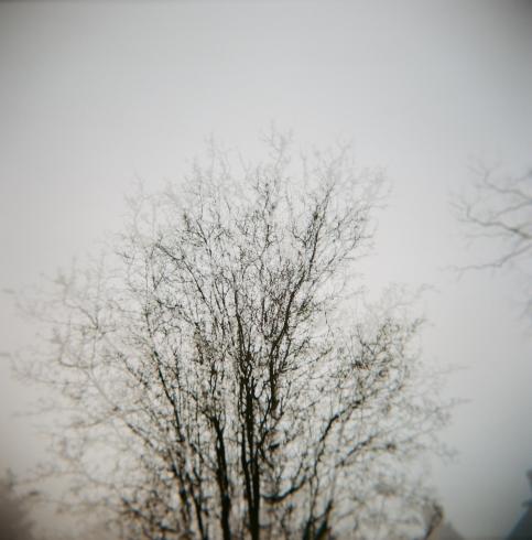 Image of a tree photographed from an upward perspective 